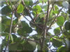 Cayman Brac Parrot