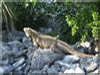 Blue Iguana